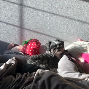 Meet your Posher, Sadie